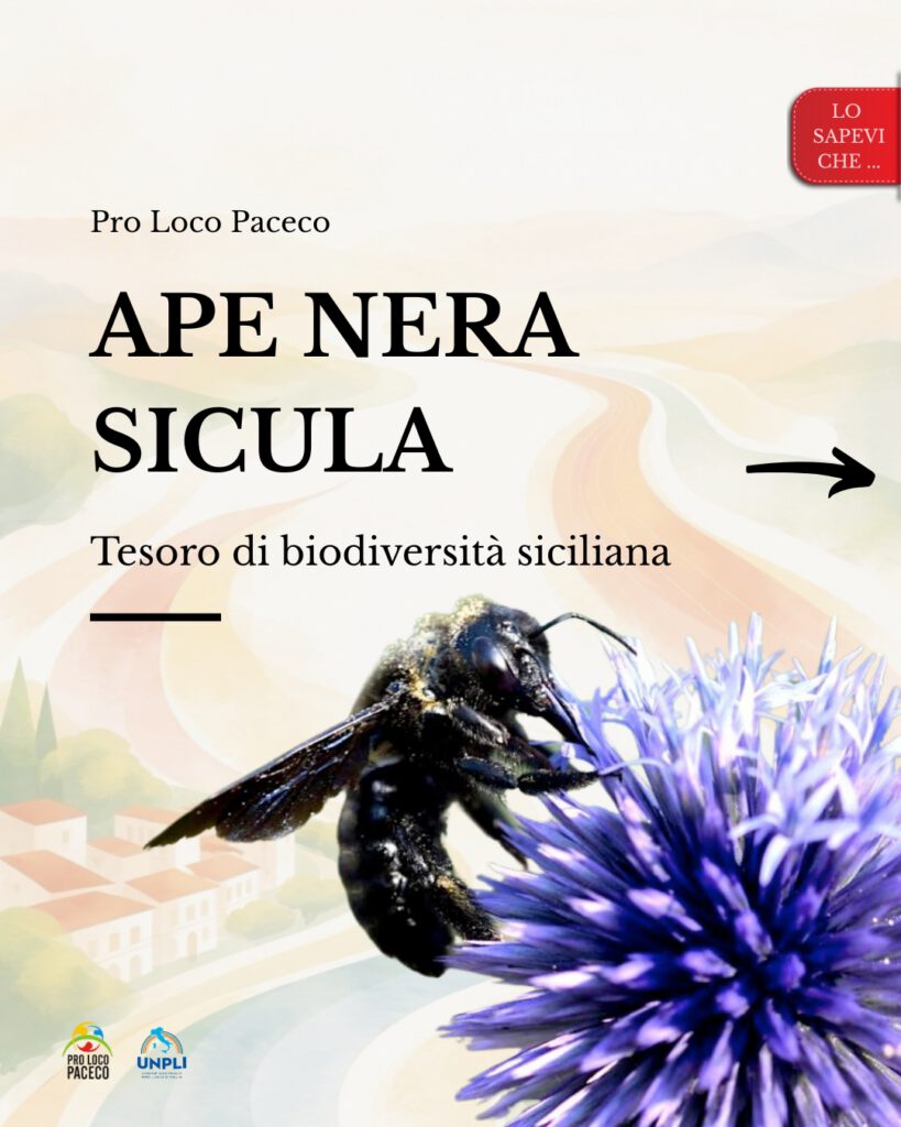 Ape nera sicula