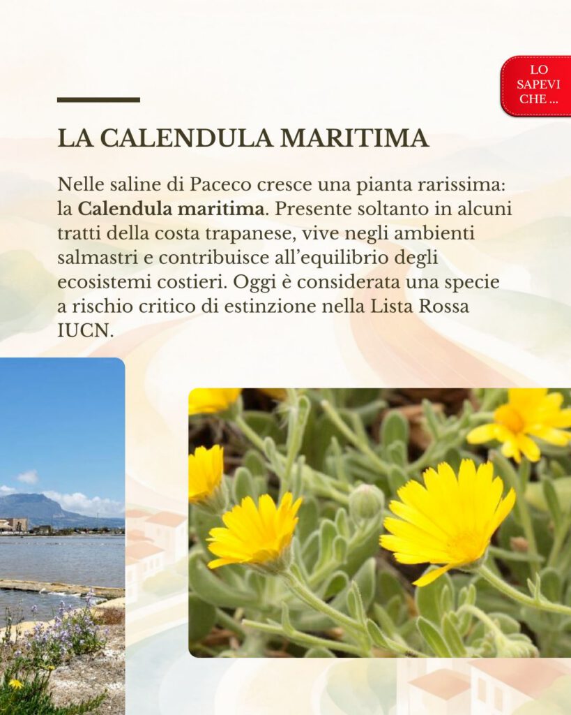 Le piante delle saline