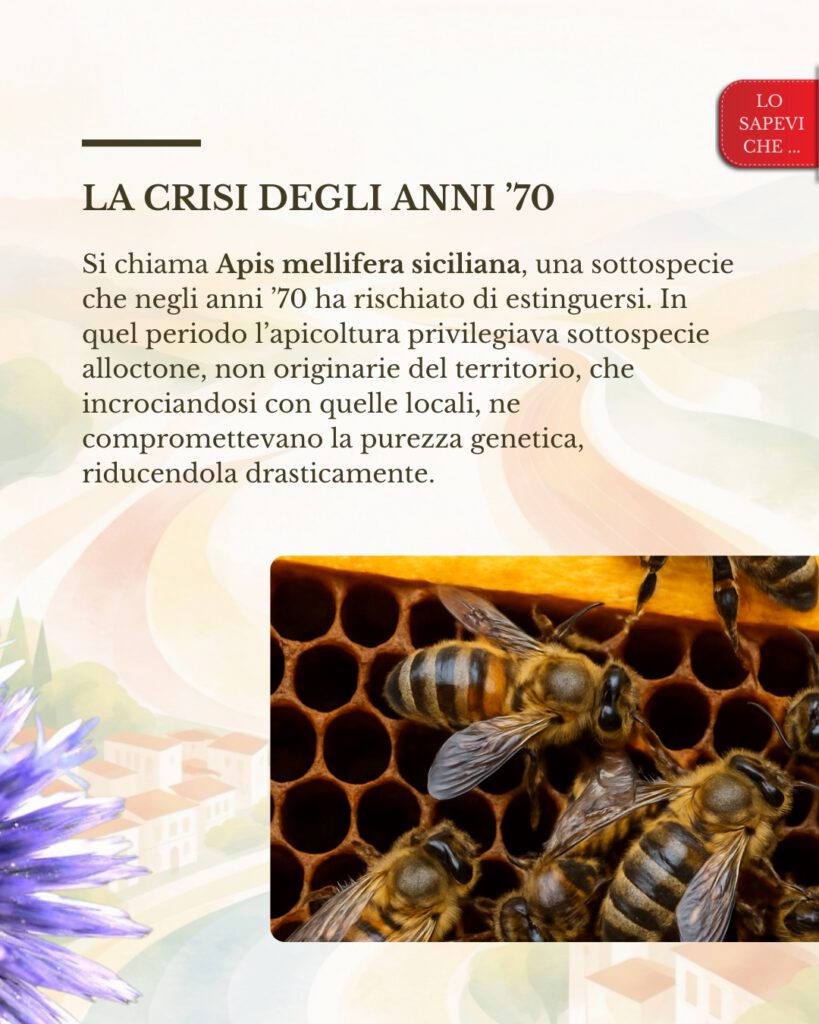 Ape nera sicula