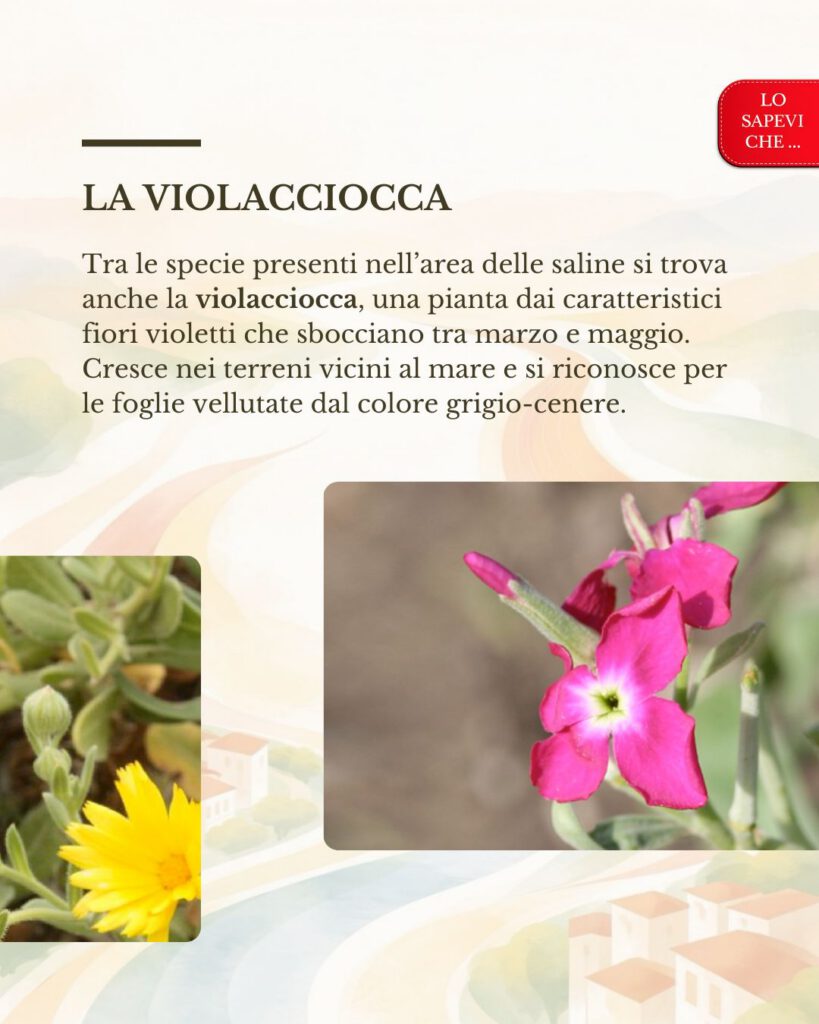 Le piante delle saline