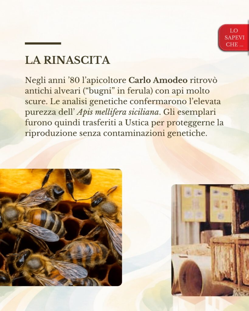 Ape nera sicula