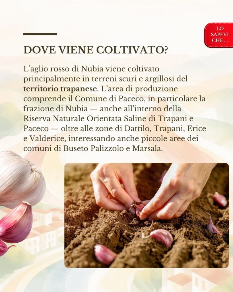 L'aglio di Nubia