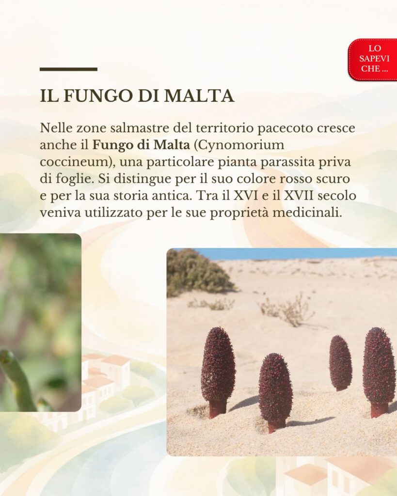 Le piante delle saline