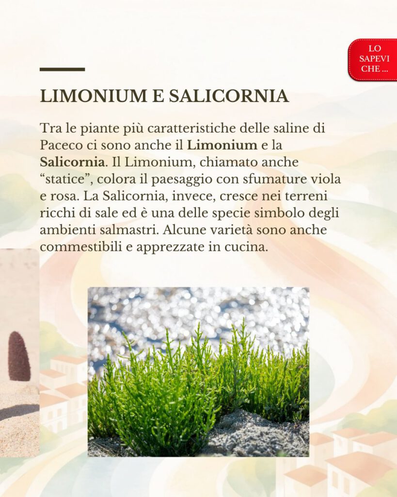 Le piante delle saline