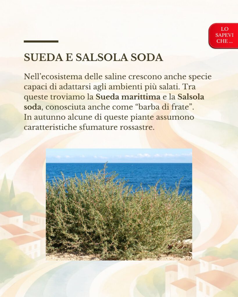 Le piante delle saline
