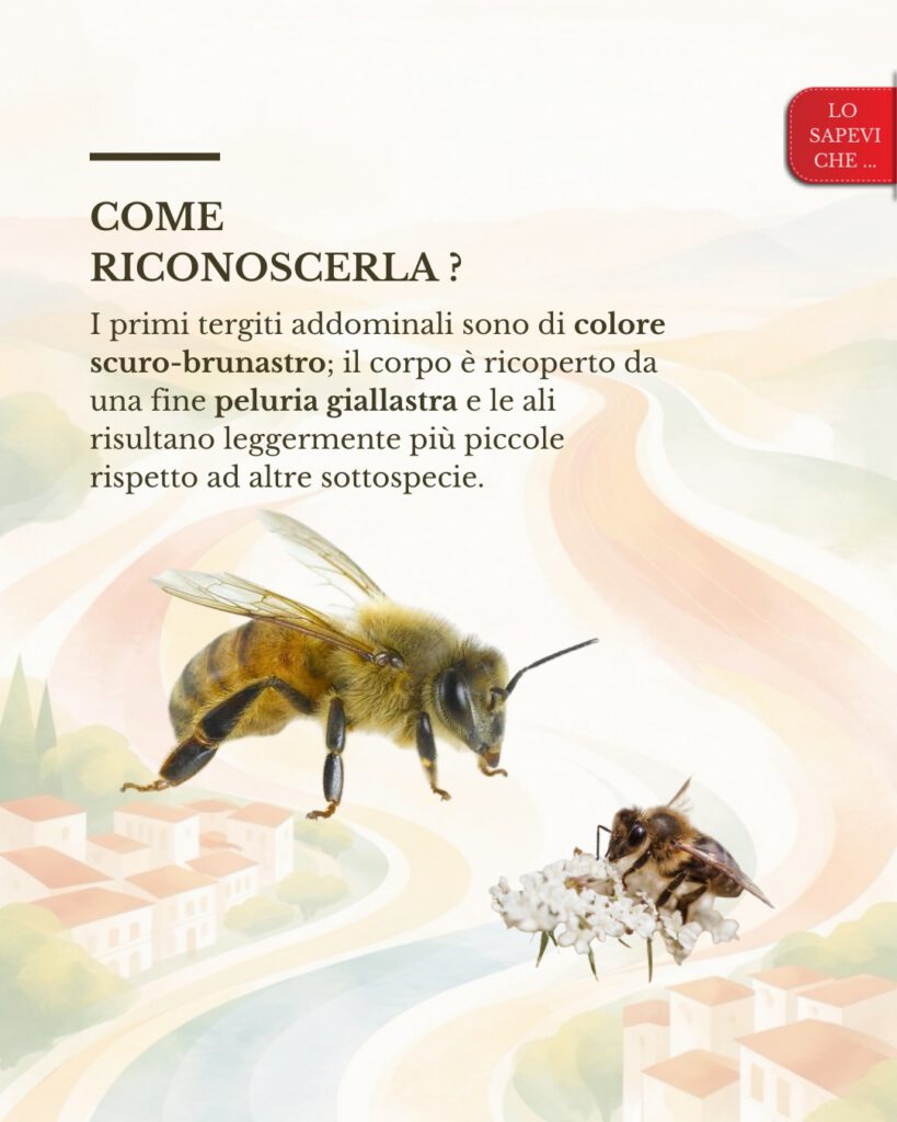 Ape nera sicula