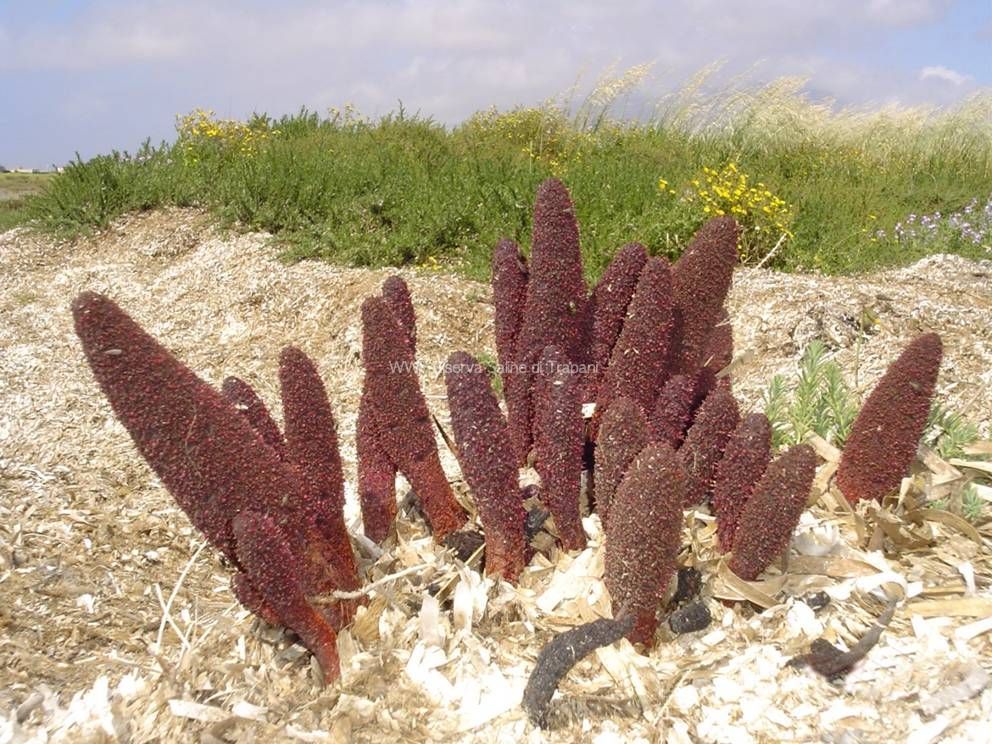 Vegetazione alofila delle saline