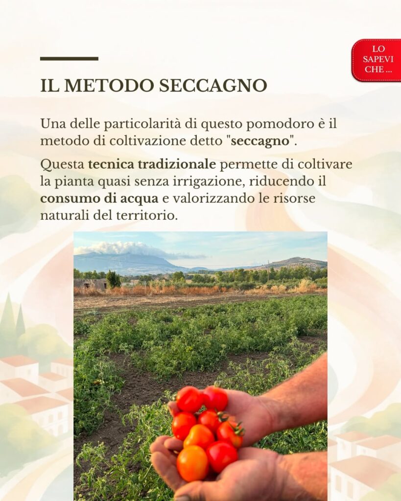 Il Pizzutello di Paceco