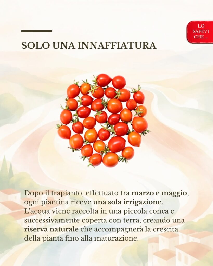 Il Pizzutello di Paceco