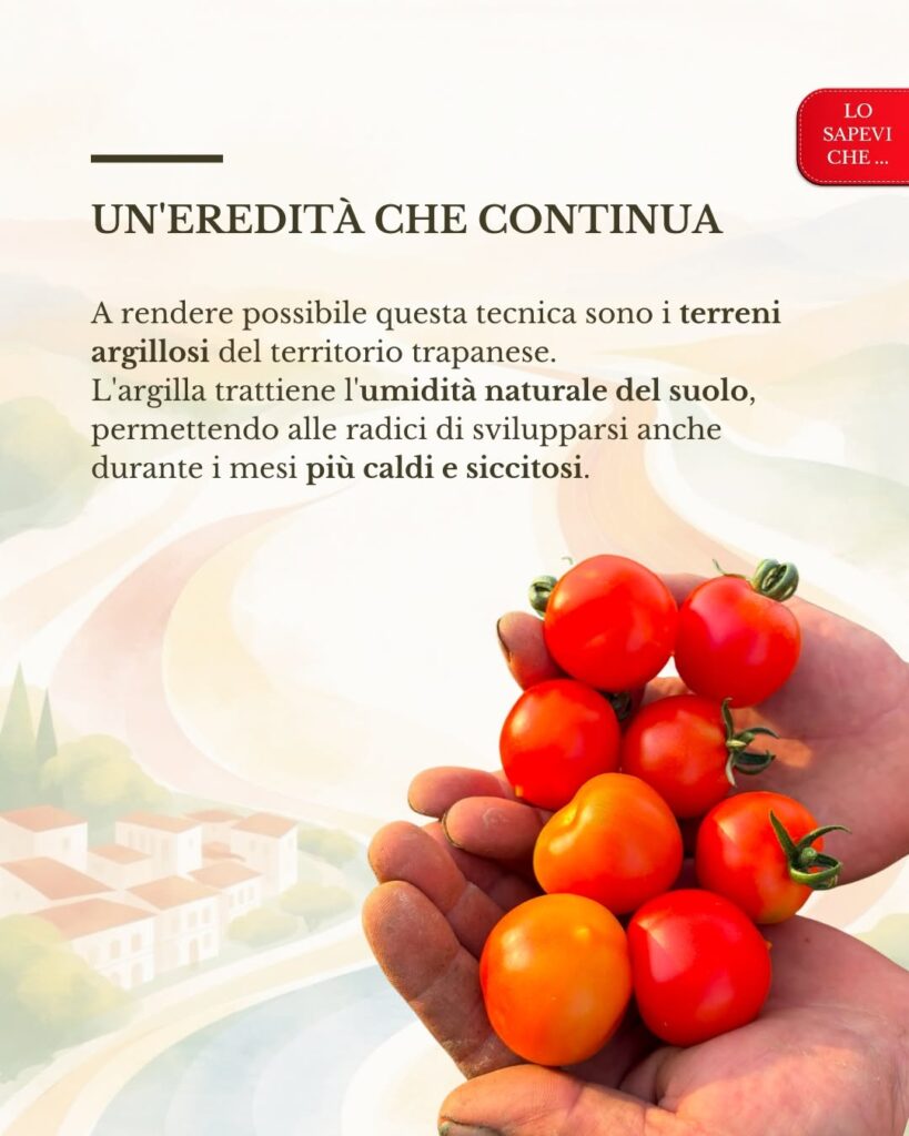Il Pizzutello di Paceco